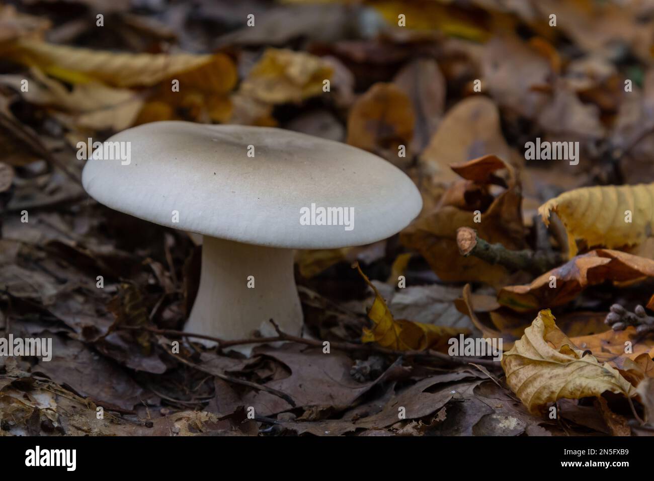 Edible mushroom Clitocybe nebularis in the beech forest. Known as Lepista nebularis, clouded agaric or cloud funnel. Wild mushrooms in the leaves. Aut Stock Photo