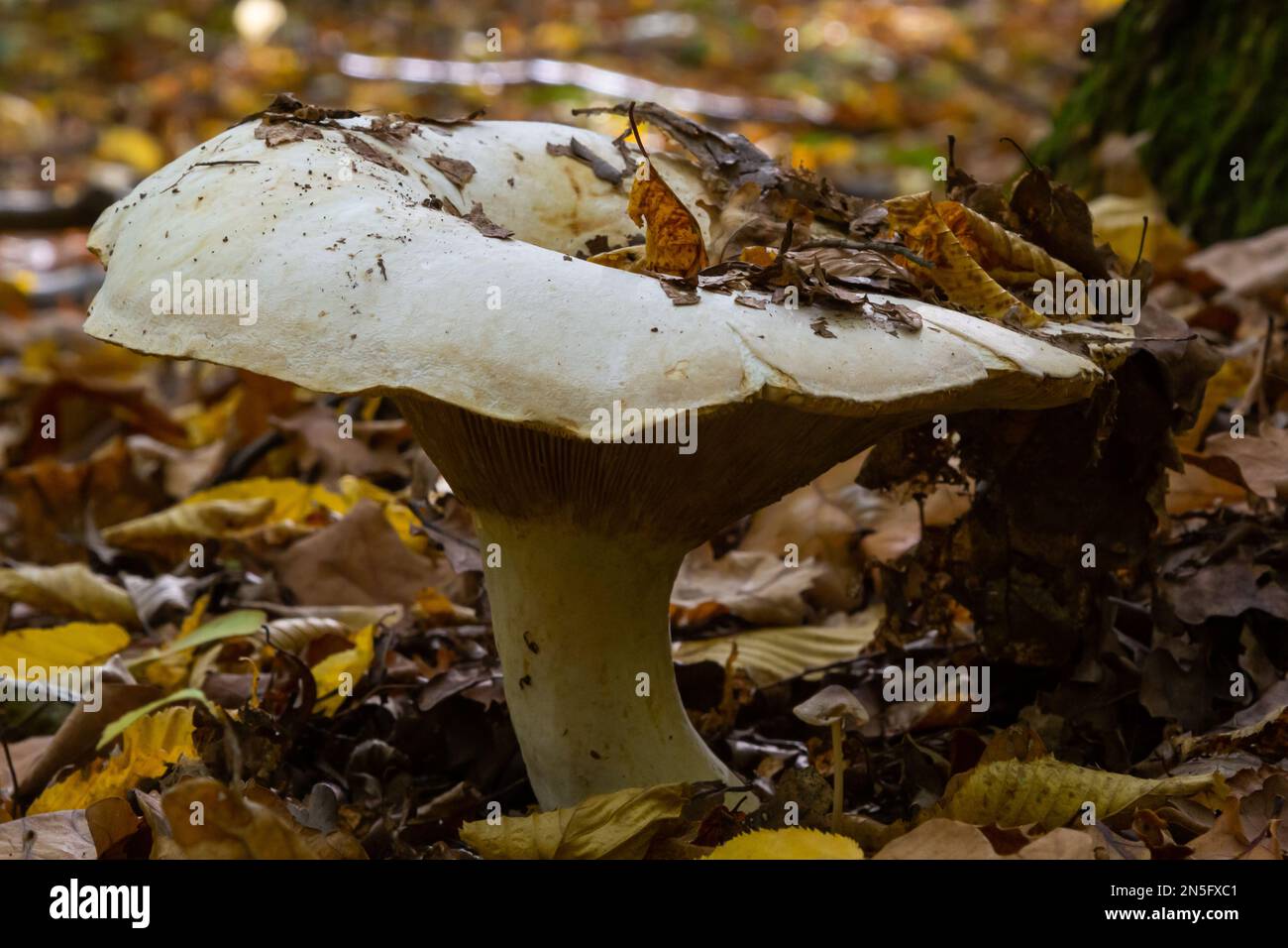Lactifluus vellereus formerly Lactarius vellereus fungus in the forest. Stock Photo