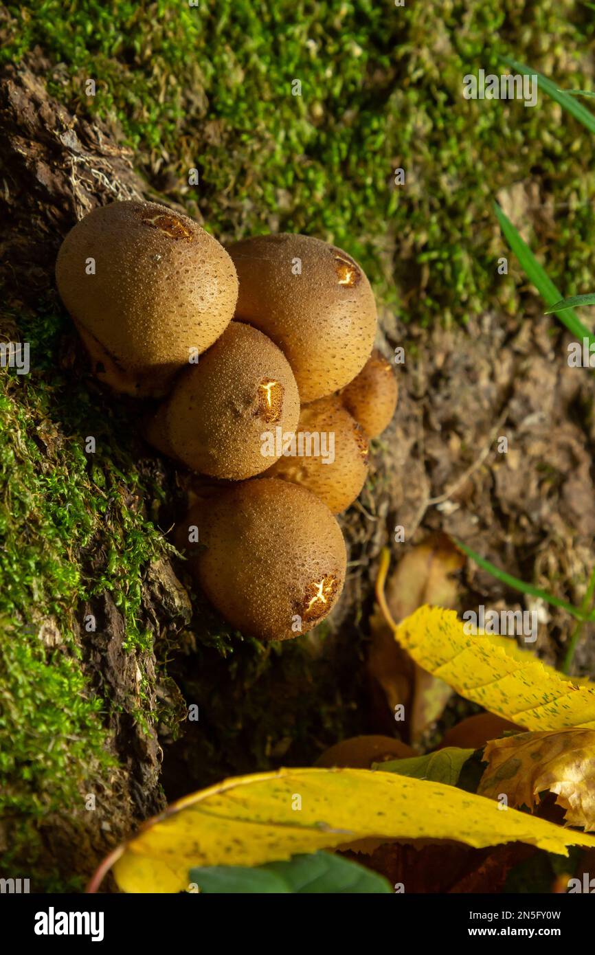 Forest fungus. Common puffball mushroom - Lycoperdon perlatum - growing in green moss in the autumn forest. Stock Photo