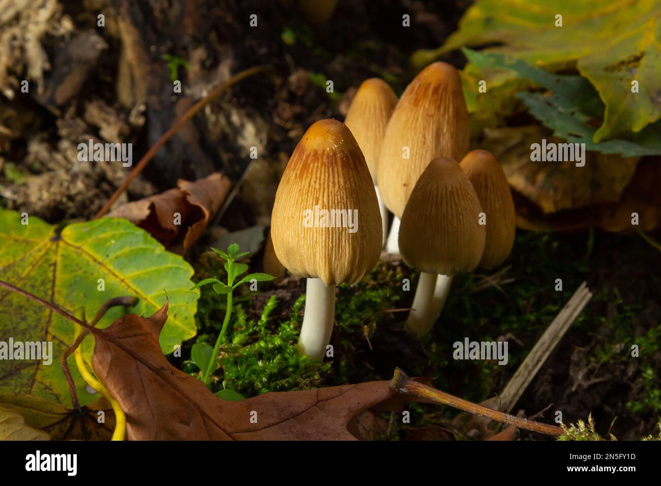 Coprinellus micaceus growing on rotten stumb. Many little mica cap mushrooms in an autumn forest. Group of shiny cap fungi with caps in many shades of Stock Photo