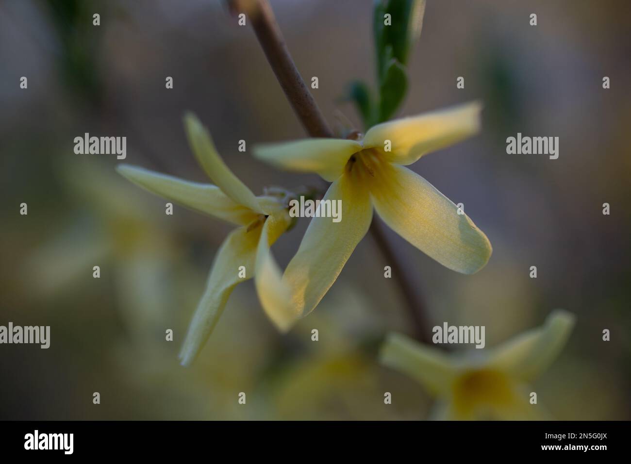 Closeup of  forsythia blossoms with tiny yellow flowers with a nice bokeh on a spring day in St. Croix Falls, Wisconsin USA. Stock Photo
