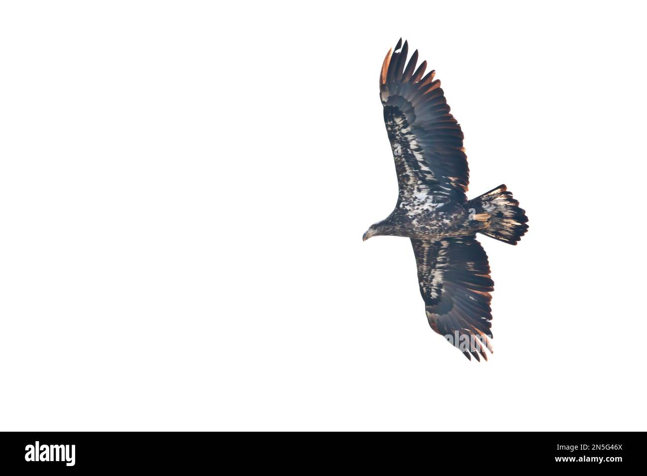 Juvenile bald eagle in flight in Davenport, Iowa on a winter day Stock Photo
