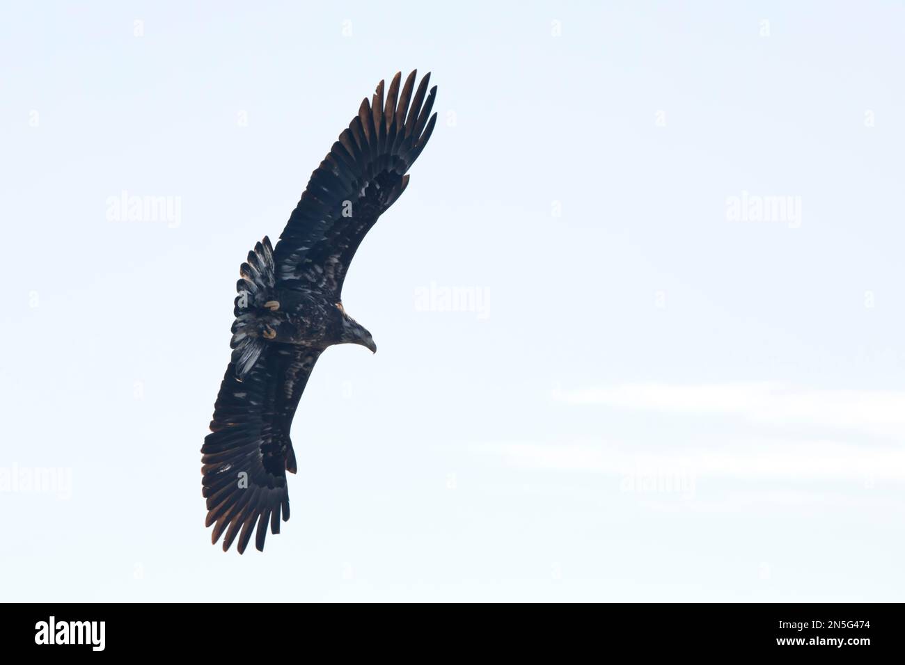Juvenile bald eagle in flight in Davenport, Iowa on a winter day Stock Photo
