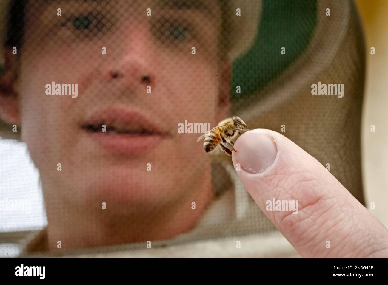 In this photo taken Friday, Jan. 31, 2014, a bee sits on the finger of