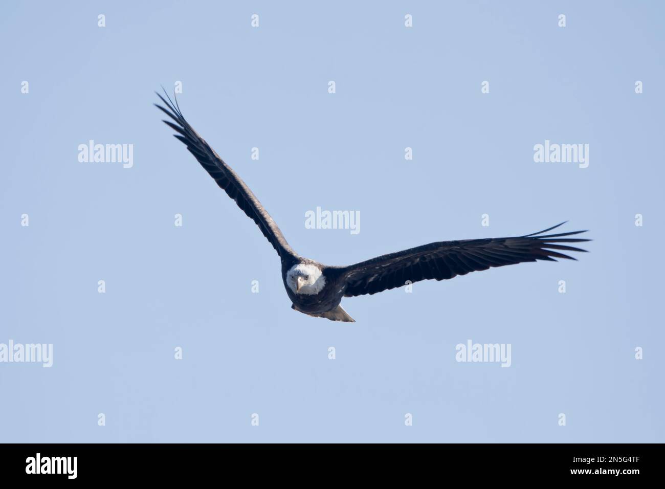Eagle Carries Away Camera Clipart
