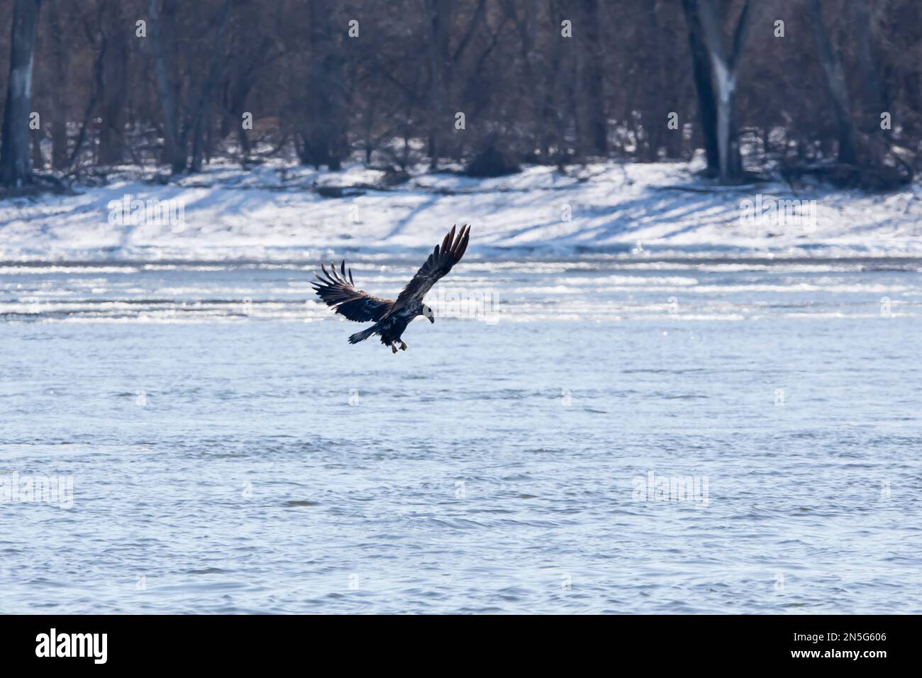 A juvenile bald eagle about to catch a fish on the Mississippi River in Davenport, Iowa on a winter day. Stock Photo