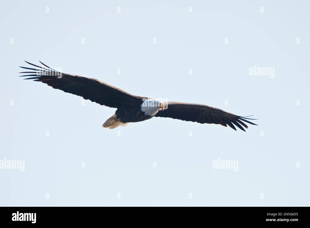 Front view of an American bald eagle soaring with spread wings in the blue sky in Davenport, Iowa on a winter day, close up photo Stock Photo