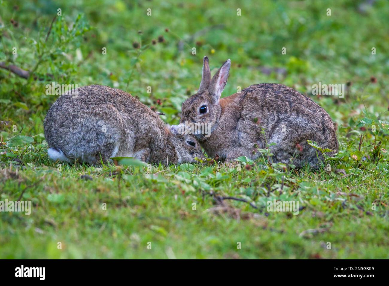 Happy young couple bunny hi-res stock photography and images - Alamy