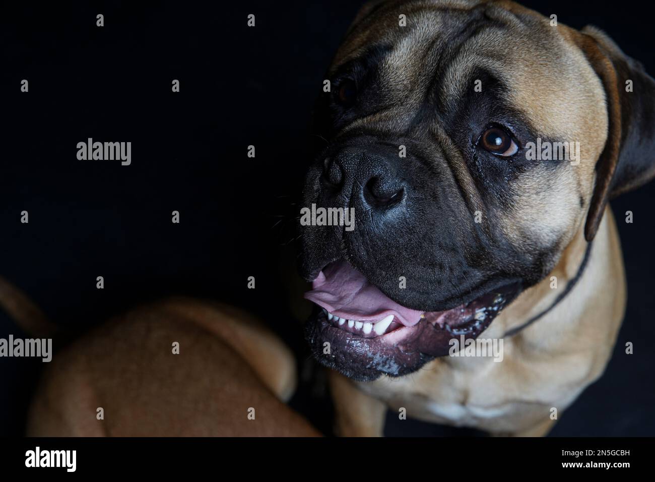 Bullmastiff dog in front of a black background in the studio. Stock Photo
