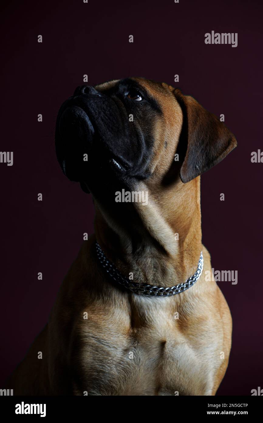 Bullmastiff dog in front of a red background in the studio. Stock Photo