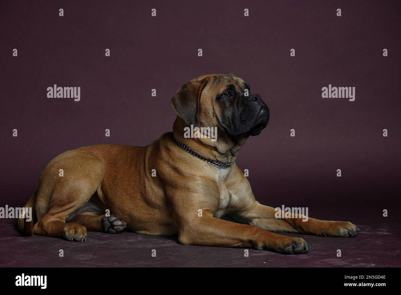 Bullmastiff dog in front of a red background in the studio. Stock Photo