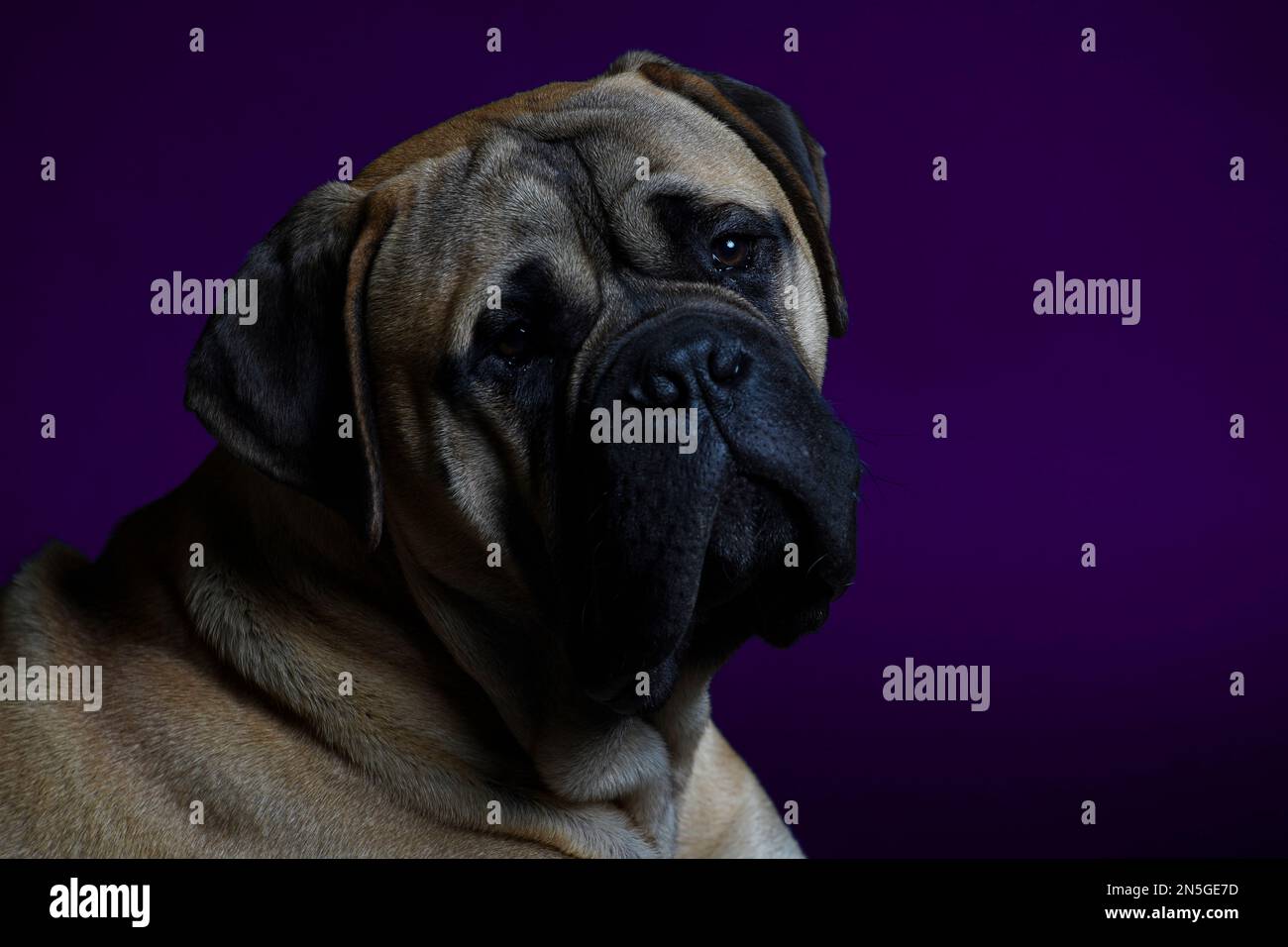 Purple haired friendly face hi-res stock photography and images - Alamy
