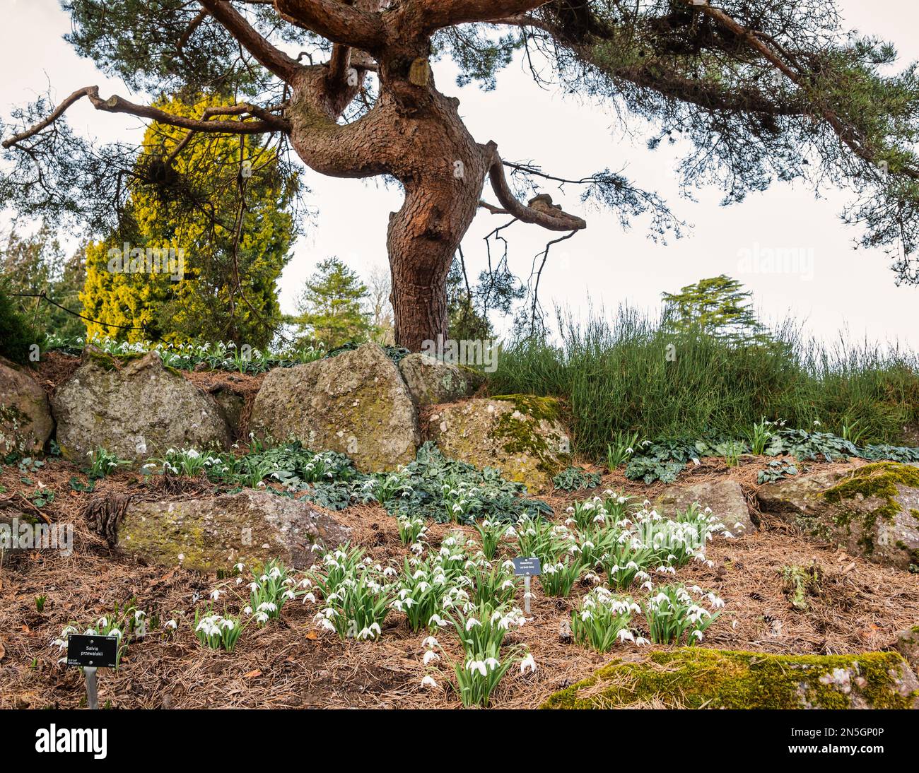 Clump of snowdrops (Galanthus nivalis) in rock garden, Royal Botanic Garden, Edinburgh, Scotland, UK Stock Photo