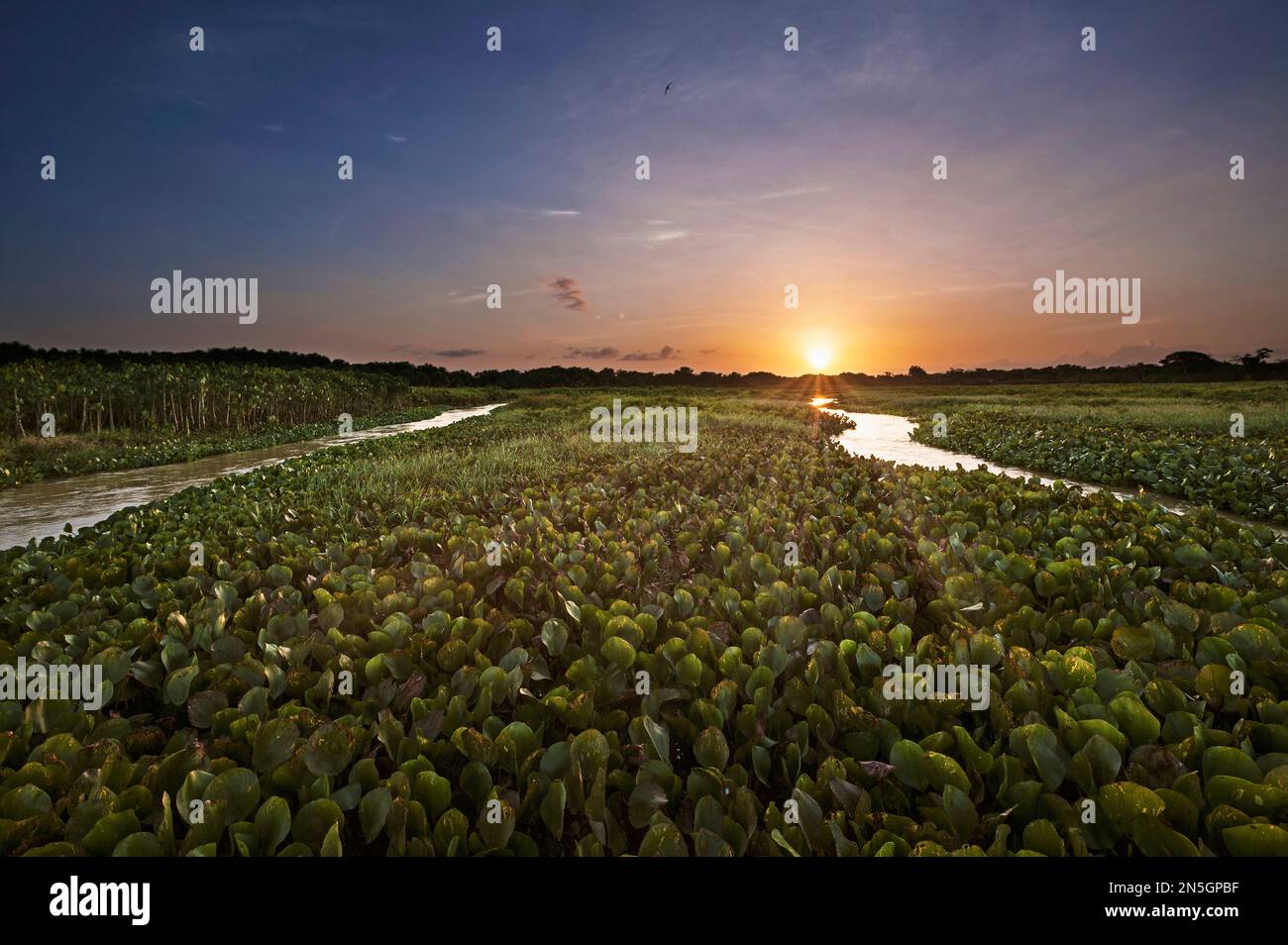 Sunset over Water Hyacinths growing in lake, Orinoco Delta, Venezuela Stock Photo