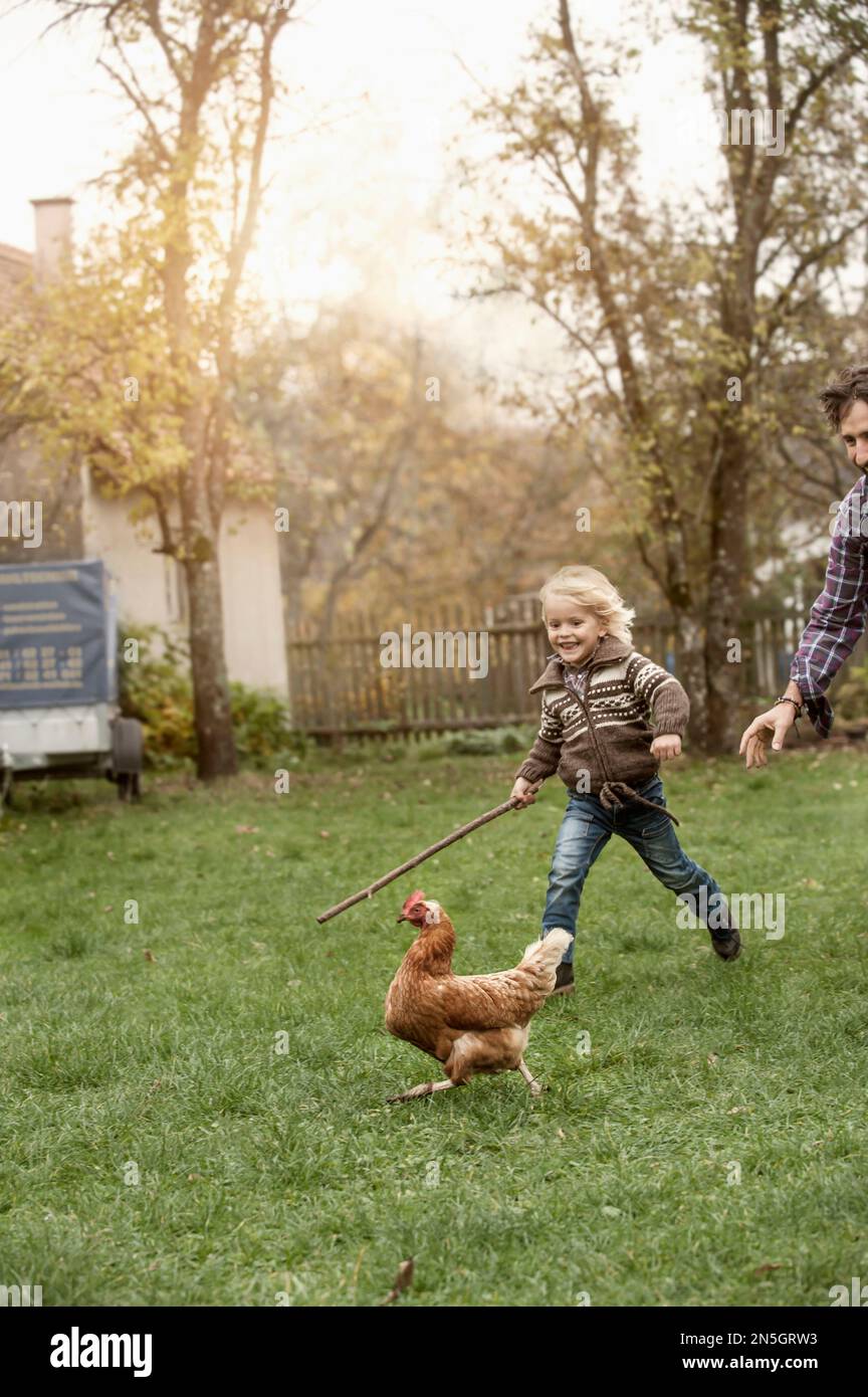 Father and son are tracing chicken at farm, Bavaria, Germany Stock Photo
