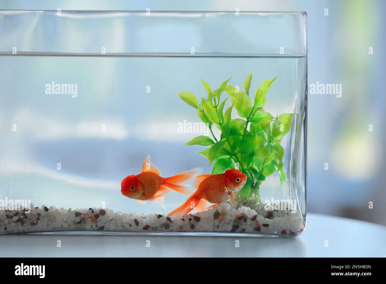 Two Small Orange Goldfish Swimming Hi Res Stock Photography And Photo Inspiration