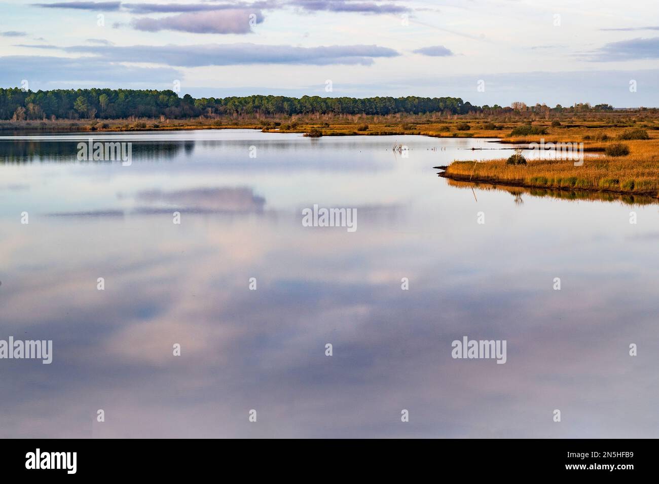 The Étang de Cousseau is a pristine nature reserve with a coastal lake, swamps, dunes, and woods in the Gironde departement, France Stock Photo