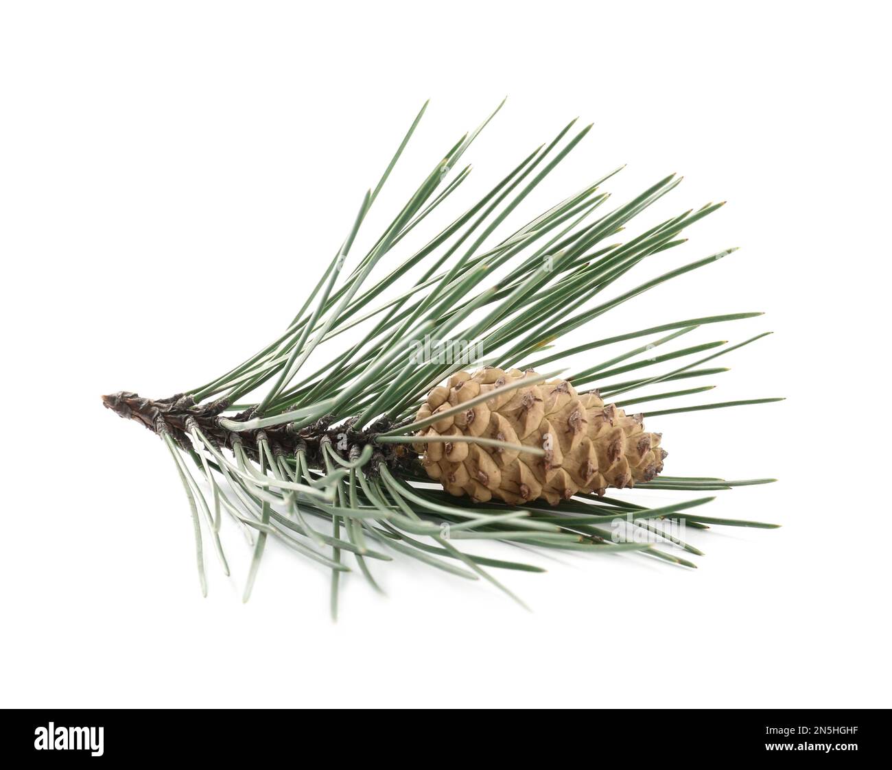 Green pine branch with cone isolated on white Stock Photo - Alamy