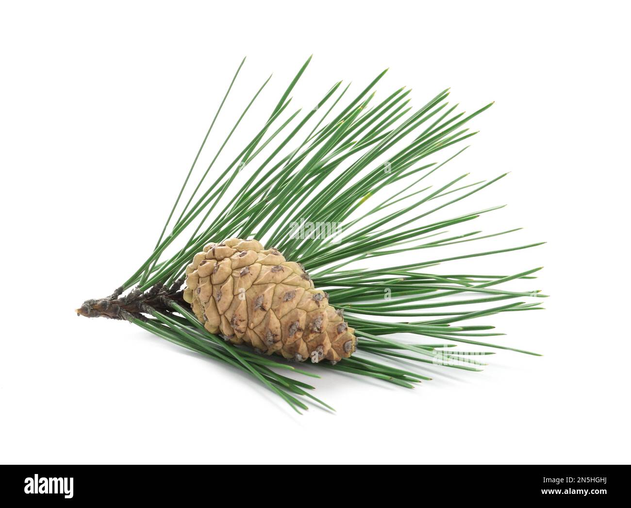 Green pine branch with cone isolated on white Stock Photo - Alamy