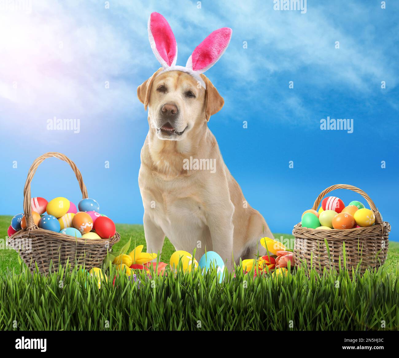 Colorful Easter eggs and cute dog with bunny ears headband outdoors Stock Photo