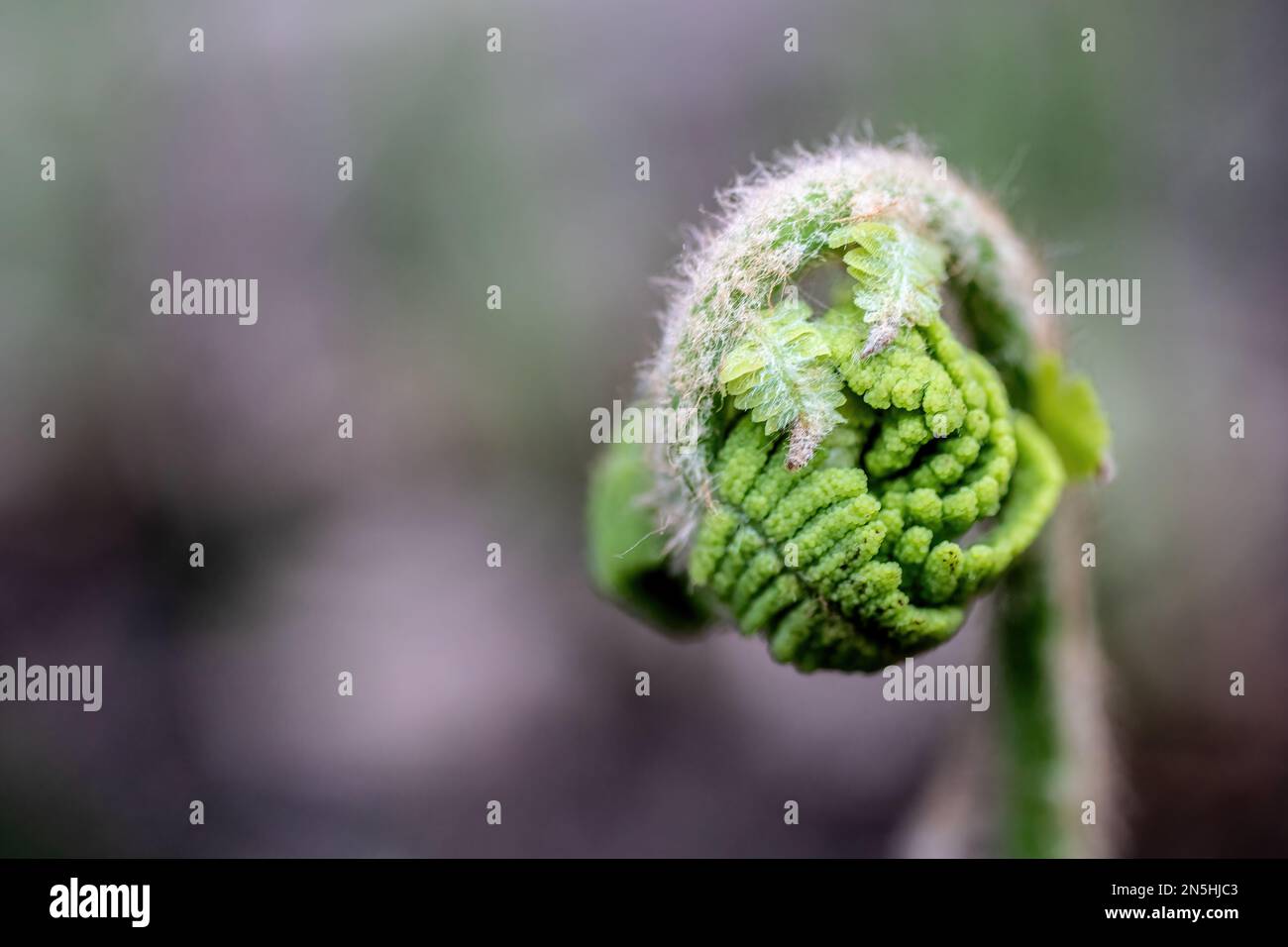 Fiddlehead fern about to unfurl in the spring in St. Croix Falls, Wisconsin USA. Stock Photo