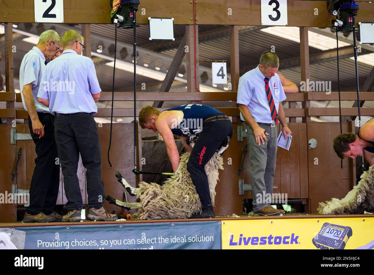 Male shearers watched by judges, take part in speed sheep