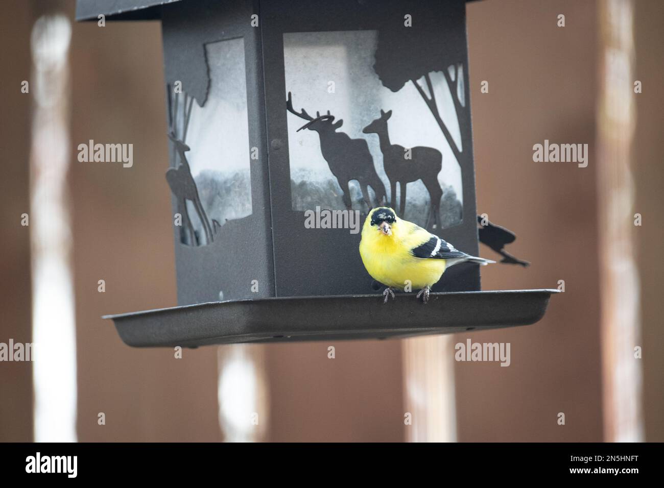 Male goldfinch perched on a black sunflower bird feeder with a brown