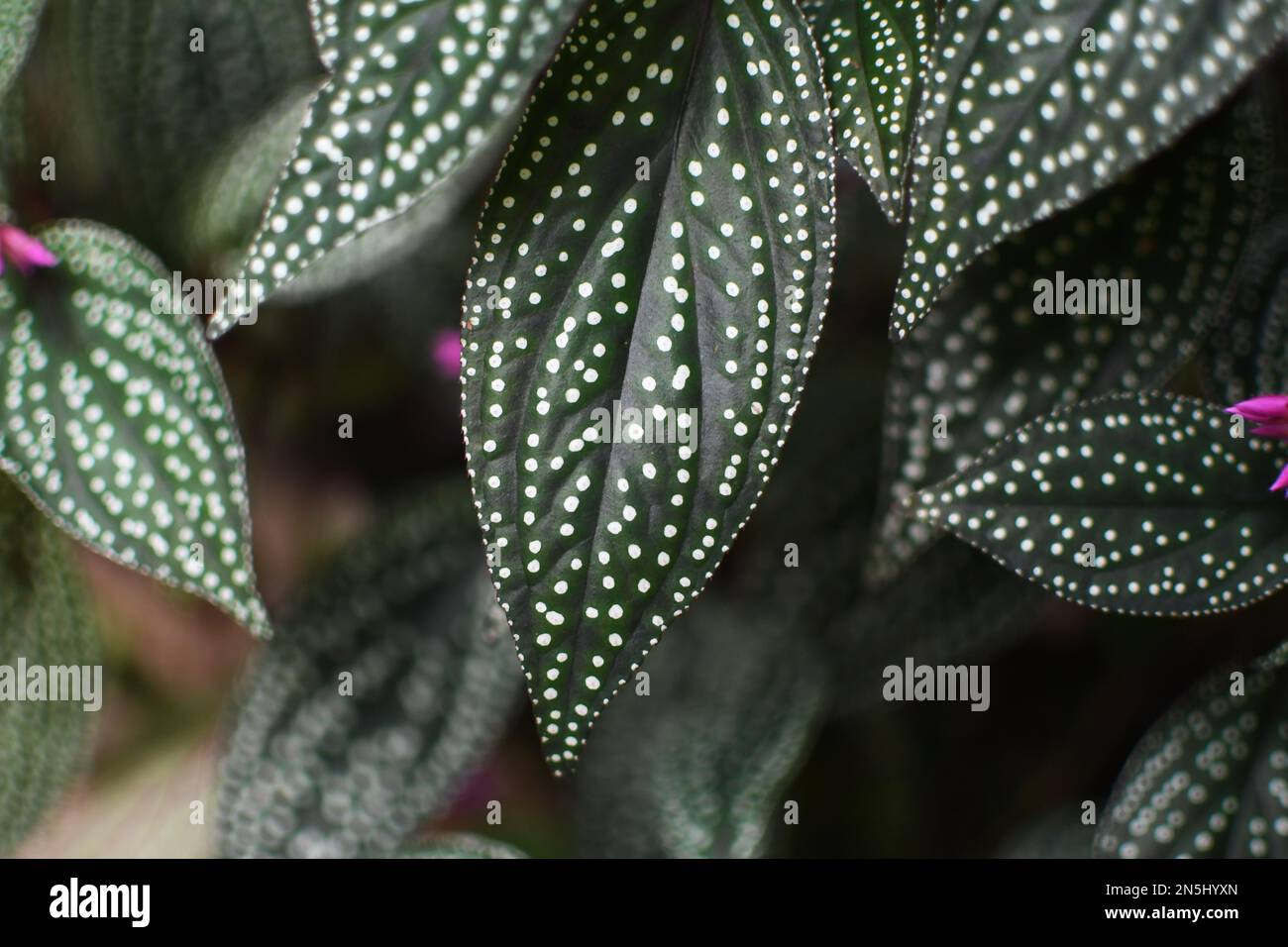 Close-up on the polka-dot patterned leaves of polka-dot begonia houseplant. Unique houseplant detail. Stock Photo
