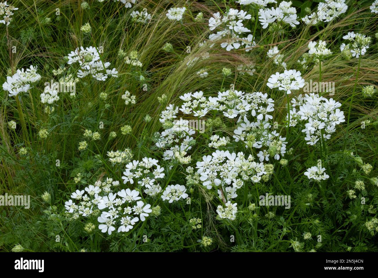 Orlaya grandiflora at the RHS Hampton Court Palace Garden Festival 2022, Stock Photo