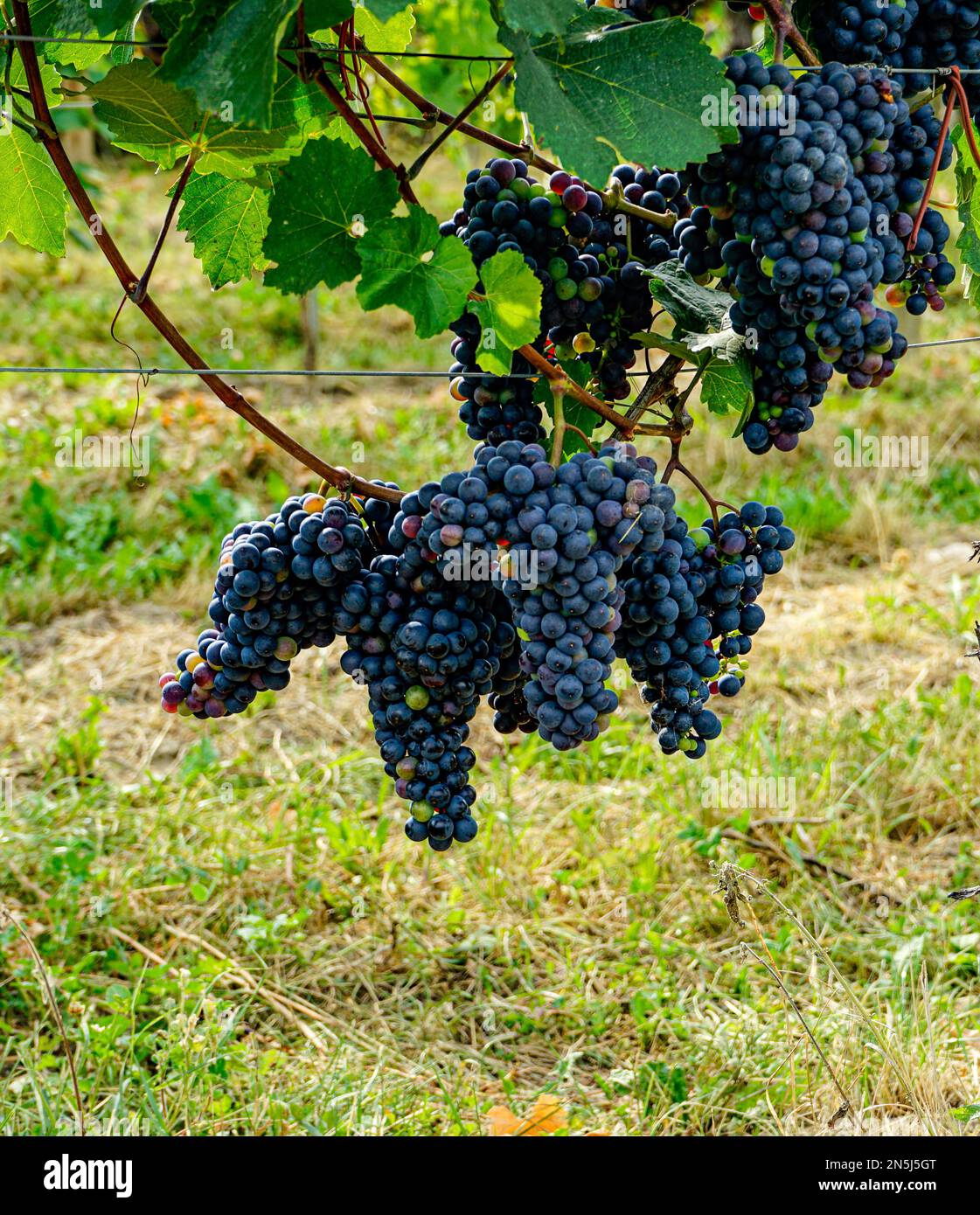 Rote Weintraube Stock Photo