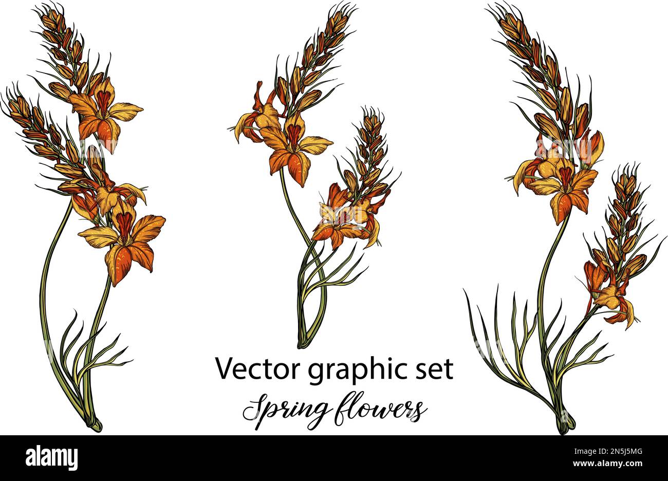 Vector flowers, buds. Botanical illustration. Spring flowers Stock ...