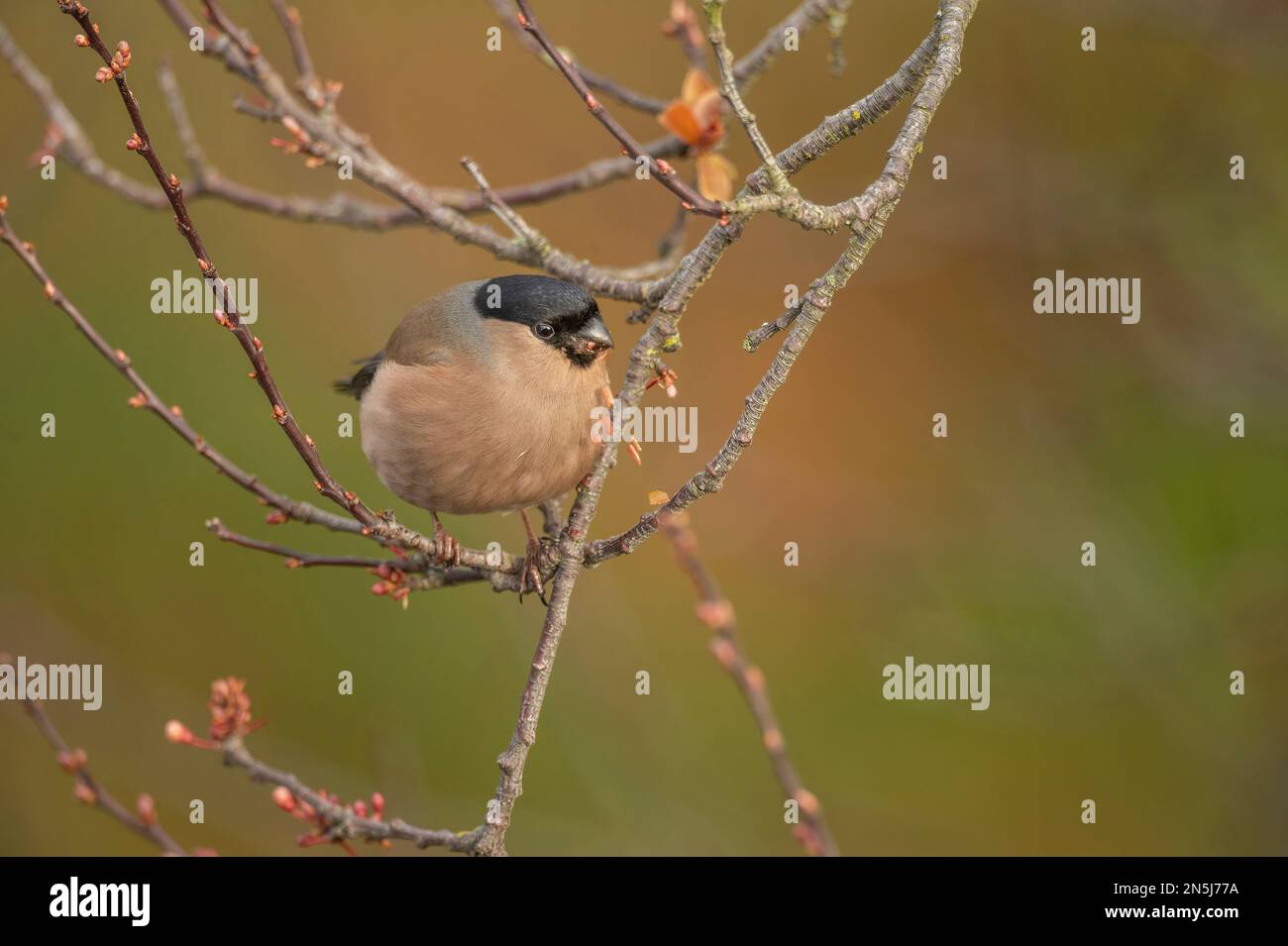 Bullfinch, female perched on a branch in the spring close up in a forest Stock Photo