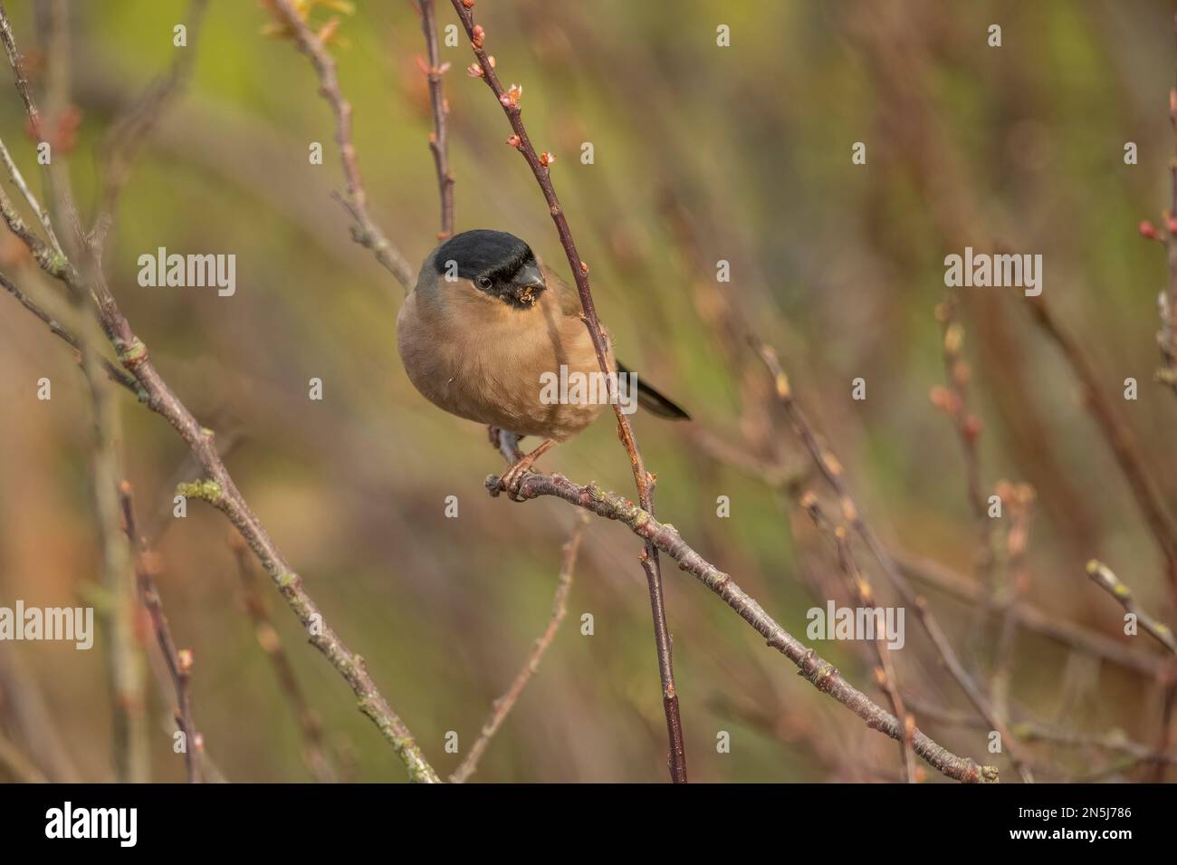 Bullfinch, female perched on a branch in the spring close up in a forest Stock Photo