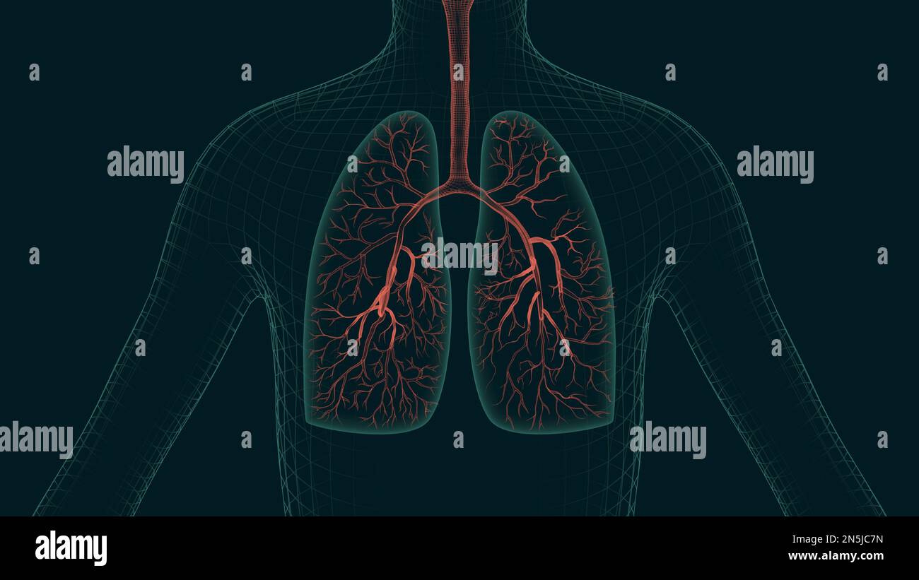 Lungs disease 3d rendered illustrations. The process of lung