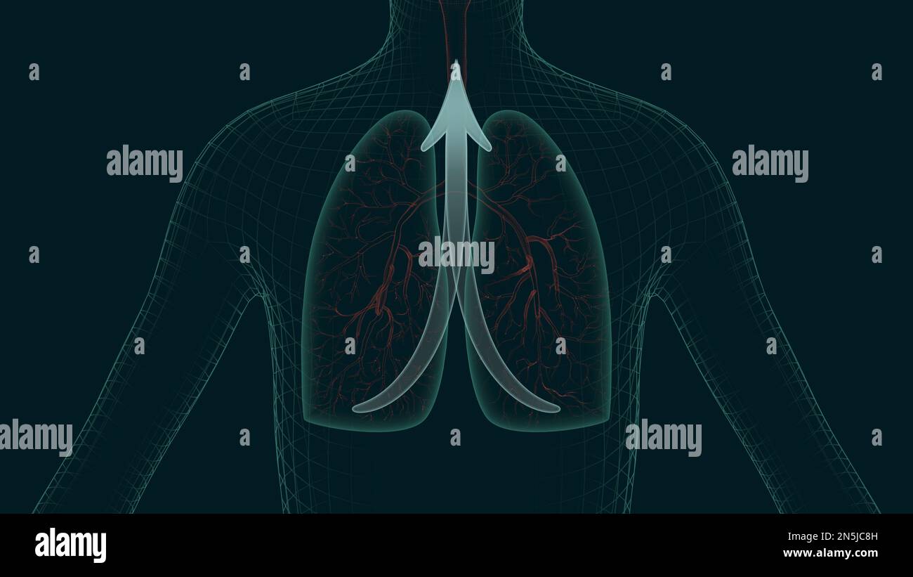 Effective action of cough remedy or inhalation 3d illustration. The process of lung recovery
