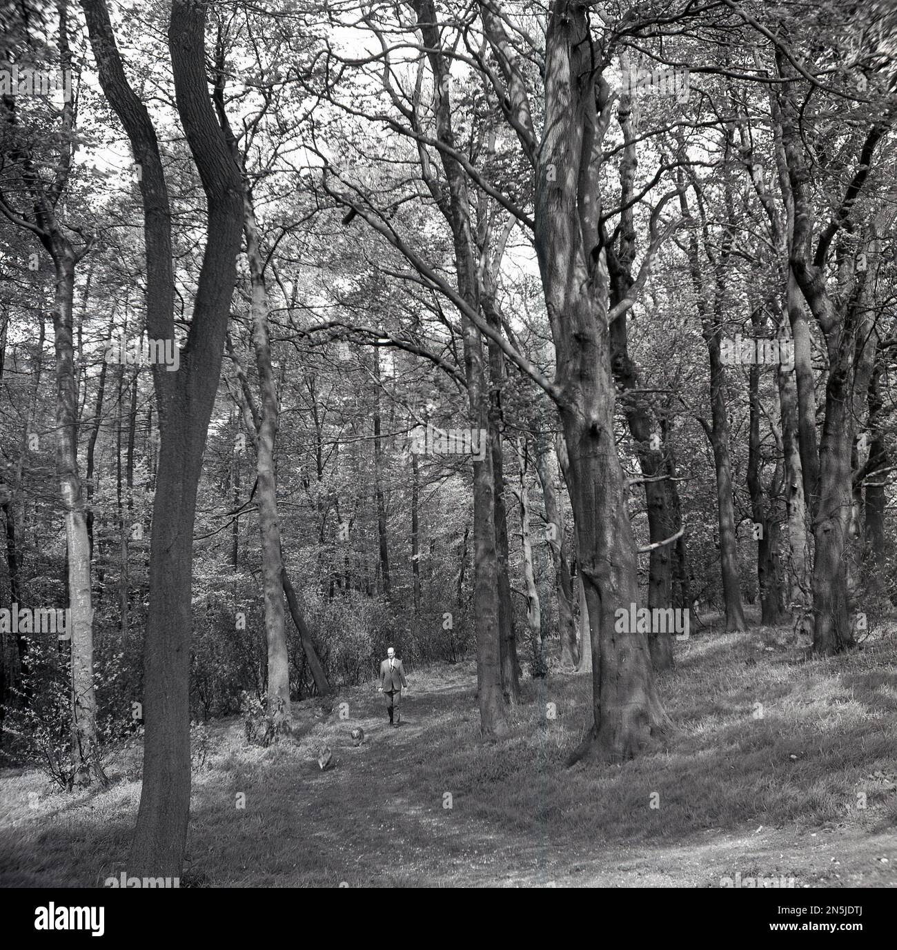 1964, historical, a man in a suit & tie walking his two small dogs through a path in a woods at Garrowby, England, UK. Stock Photo