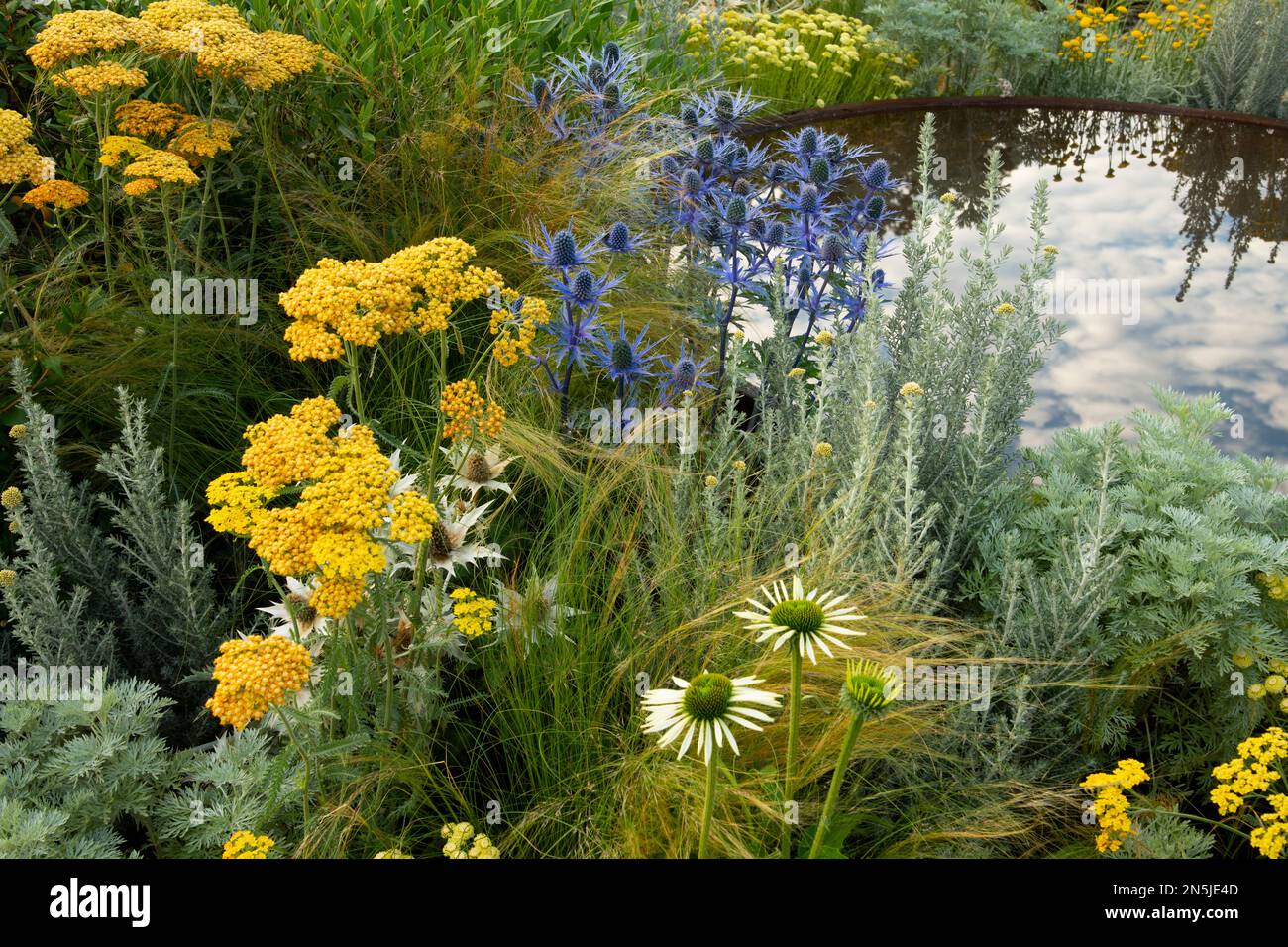 Achillea 'Terracotta', Eryngium bourgatii, Stipa tenuissima and