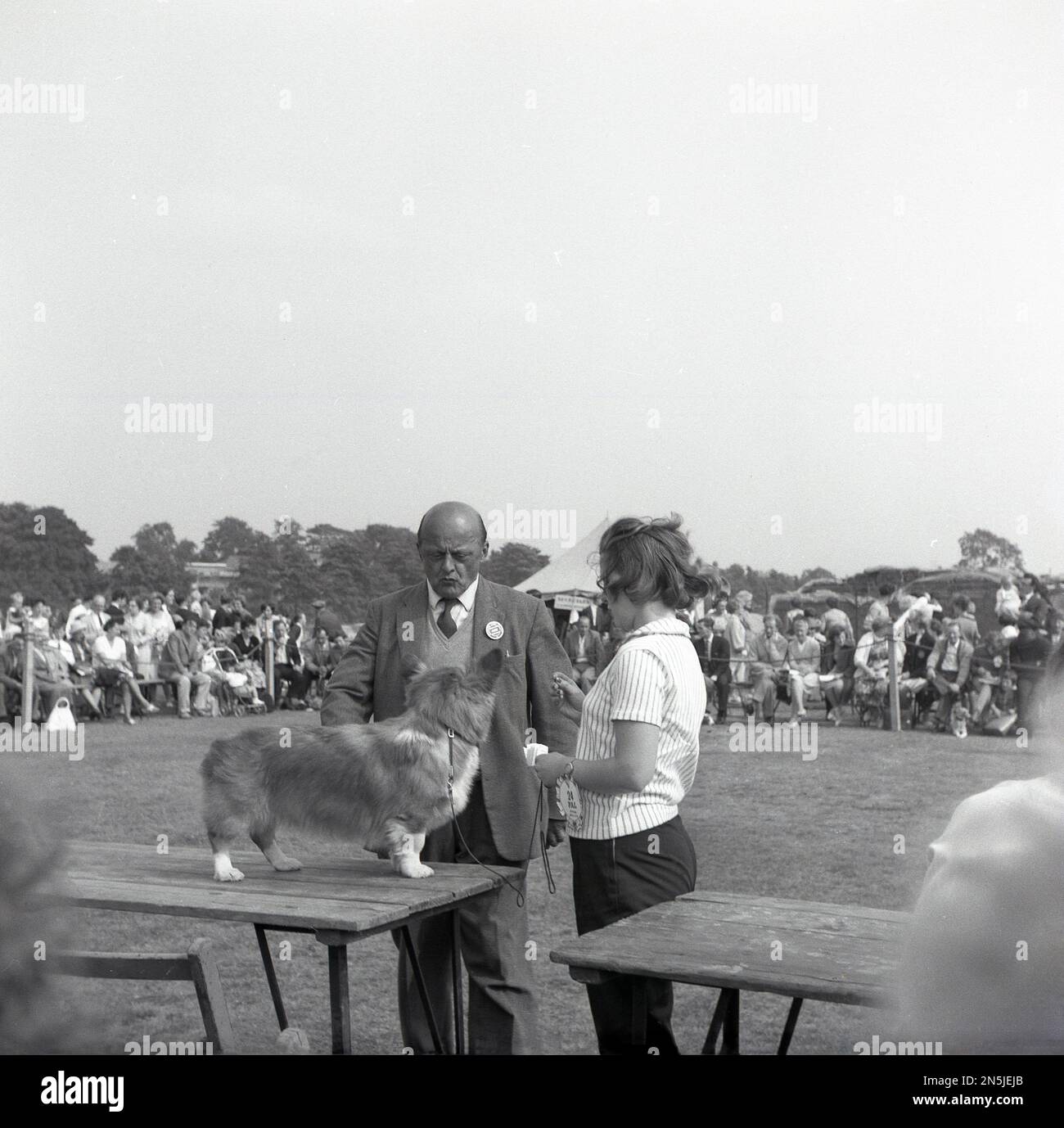 1963, historical, outside in a field, a judge looking at a small dog standing on a tressel table beside it's young female owner, England, UK. Stock Photo