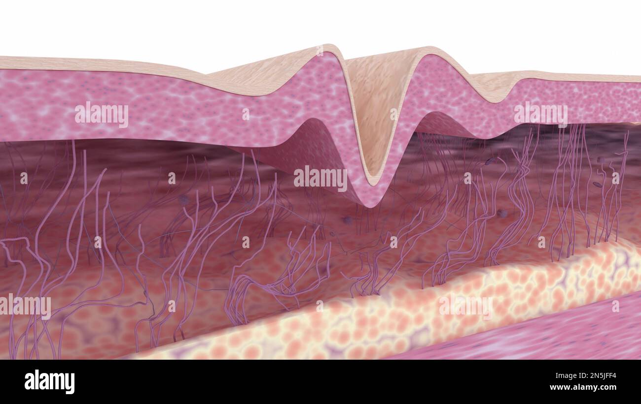 Collagen and elastin fibers in wrinkled skin tissues 3D rendered