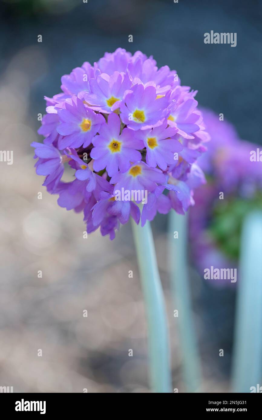 Primula denticulata, drumstick primula, herbaceous perennial, flowers pale or deep purple, yellow eye, borne in dense rounded heads Stock Photo
