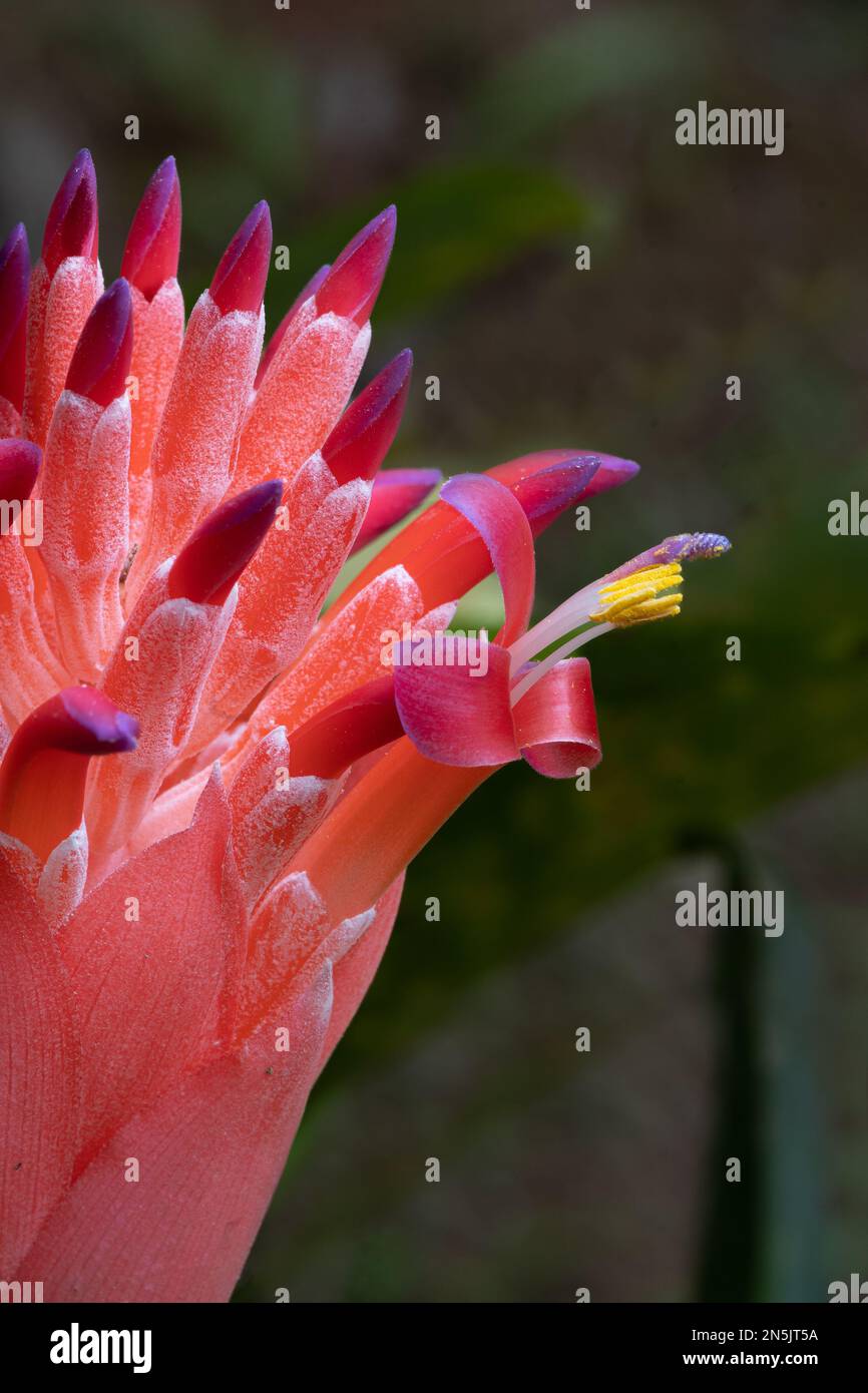 The red inflorescence of the bromeliad Billbergia pyramidalis, viewed ...