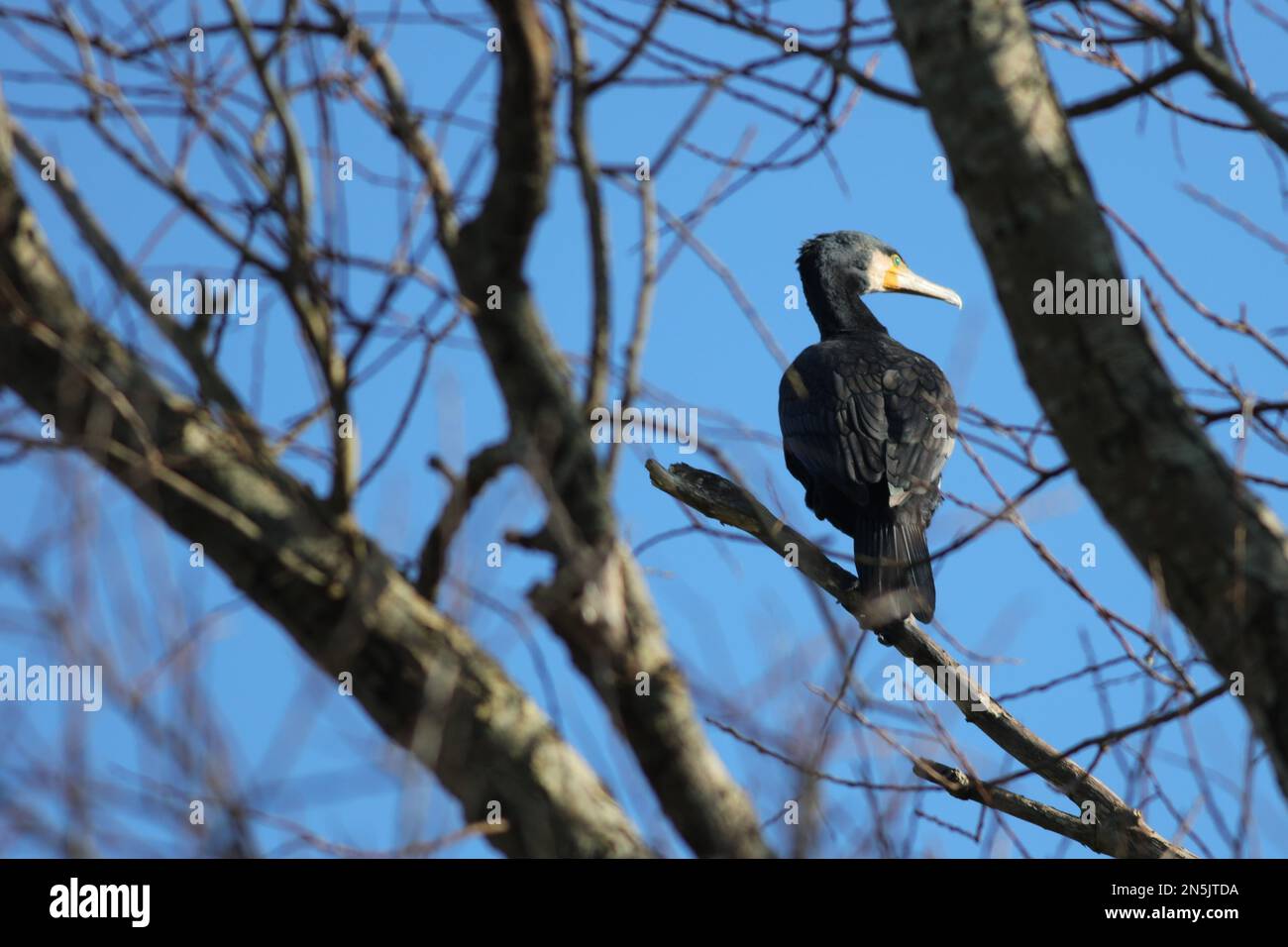 Cormorant in Tree Stock Photo