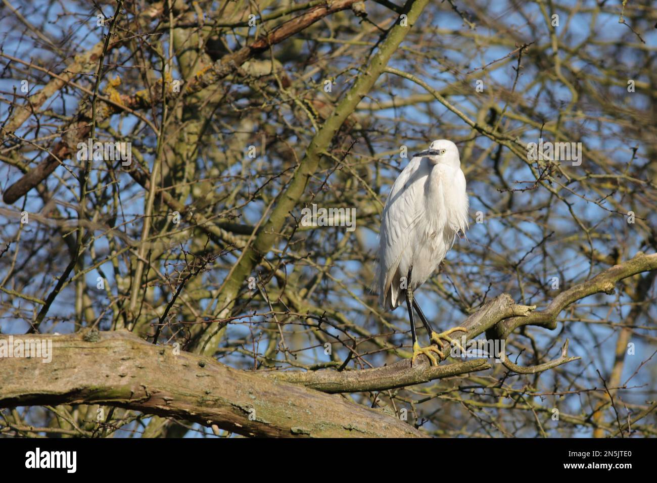 Little Egret in Tree on River Hogsmill Stock Photo