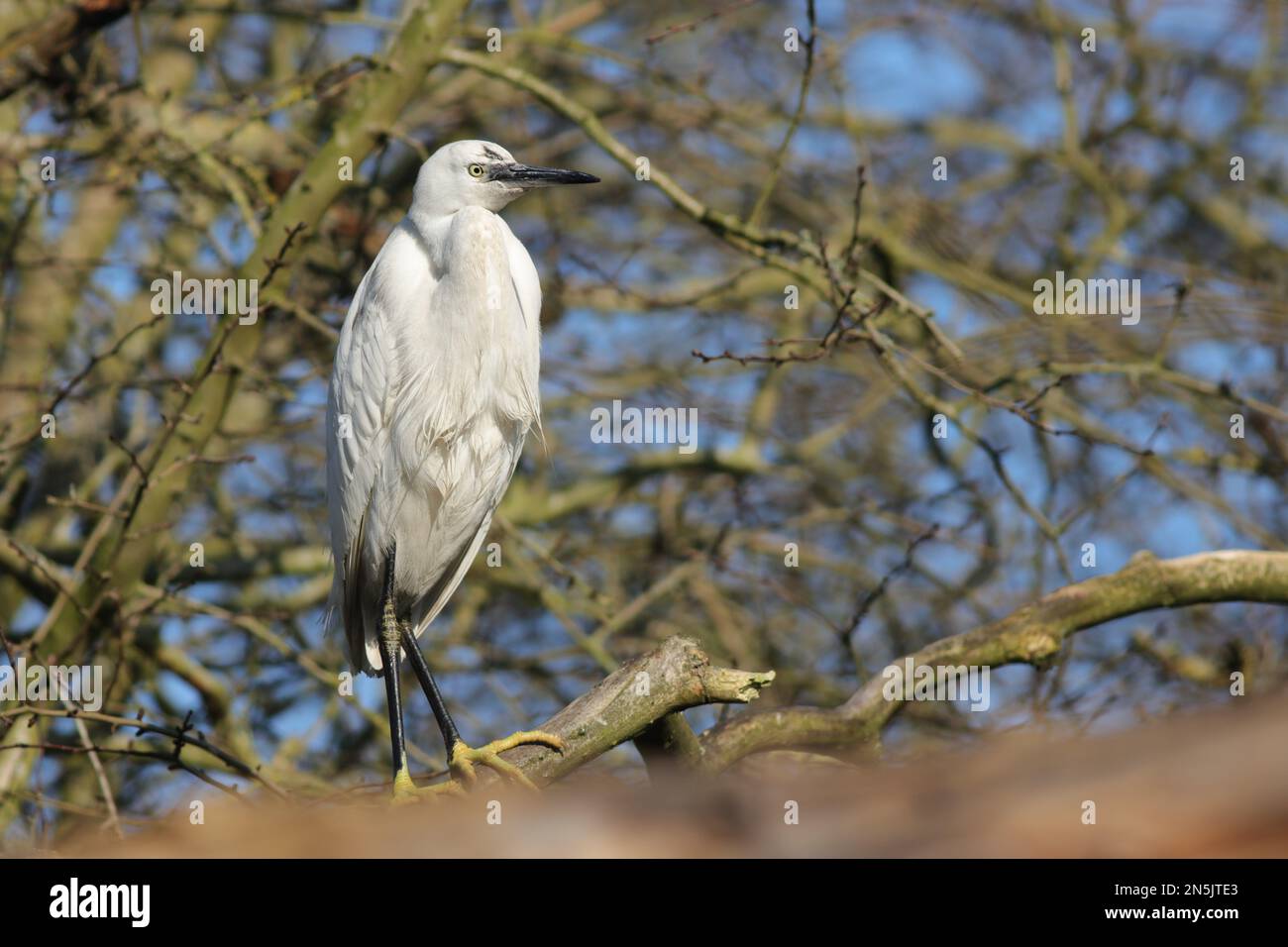 Little Egret in Tree on River Hogsmill Stock Photo