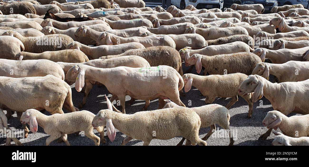 A group of sheep taking a tour of the city Stock Photo
