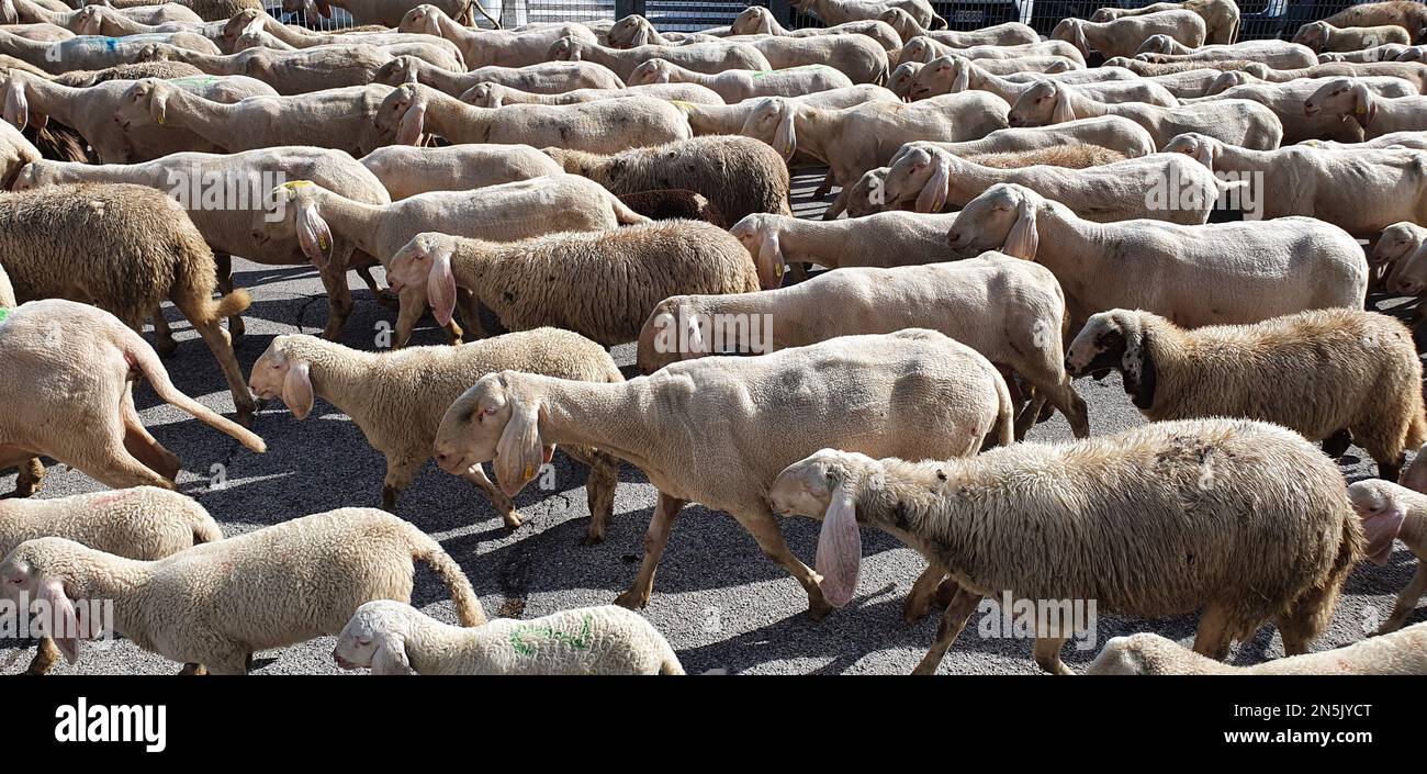 A group of sheep taking a tour of the city Stock Photo