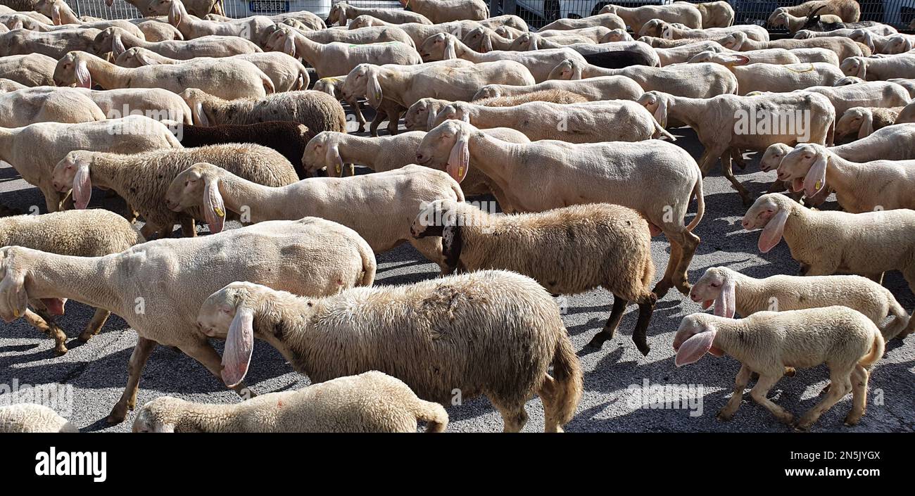 A group of sheep taking a tour of the city Stock Photo