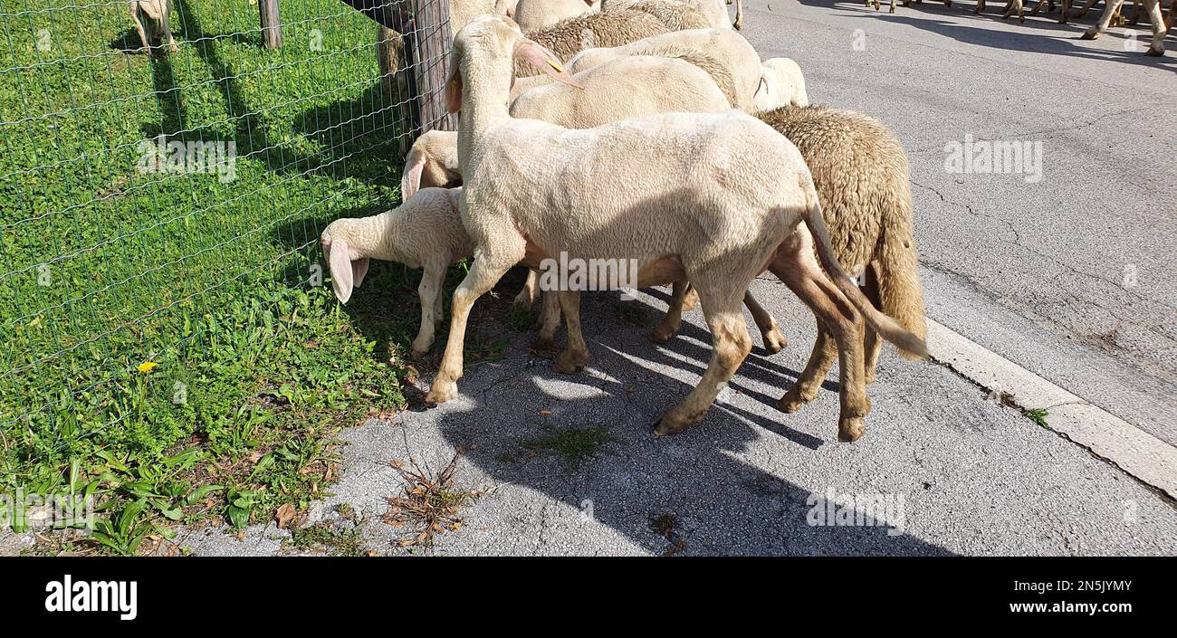 A group of sheep taking a tour of the city Stock Photo