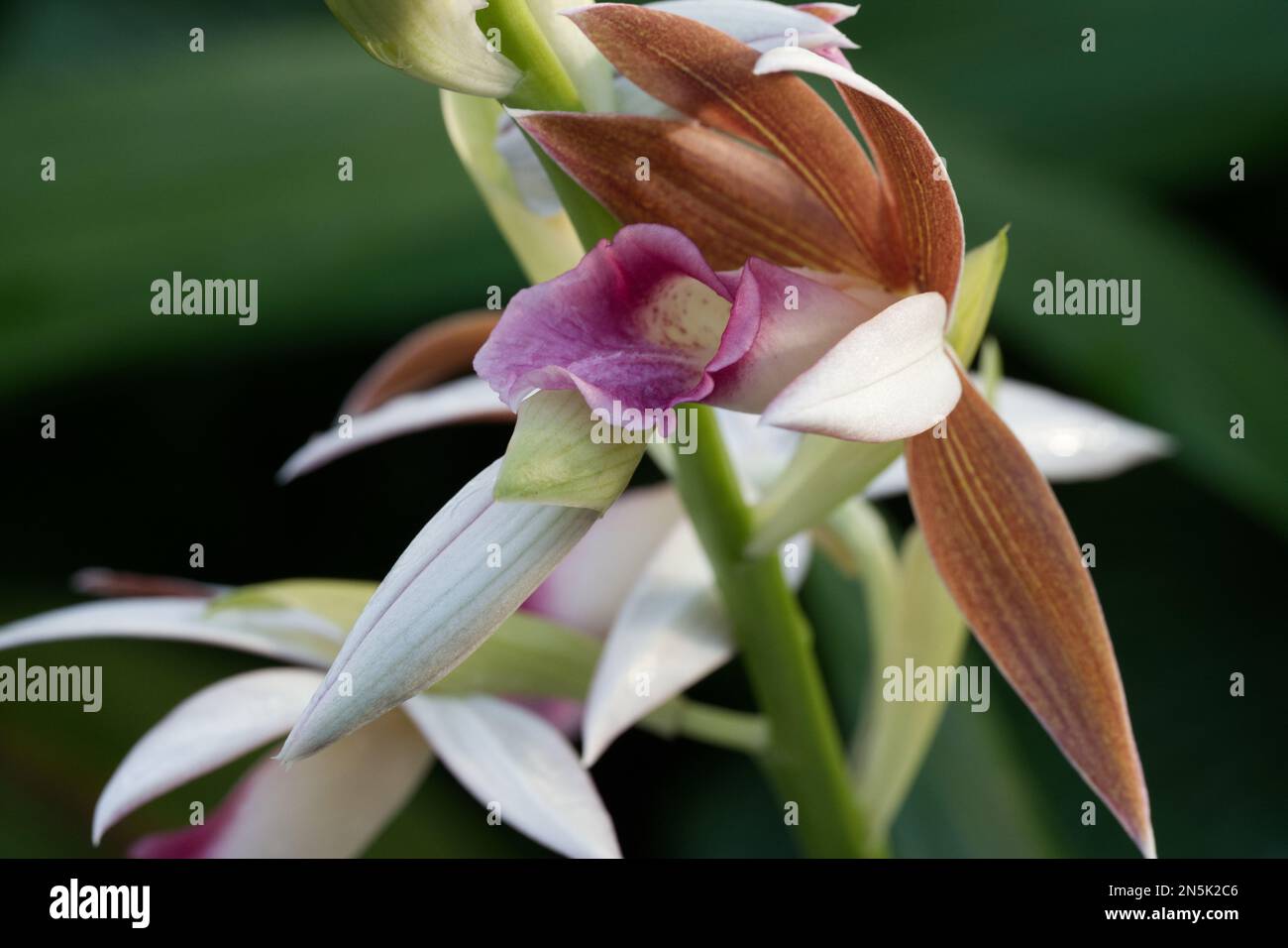 Christmas Orchid Stock Photo