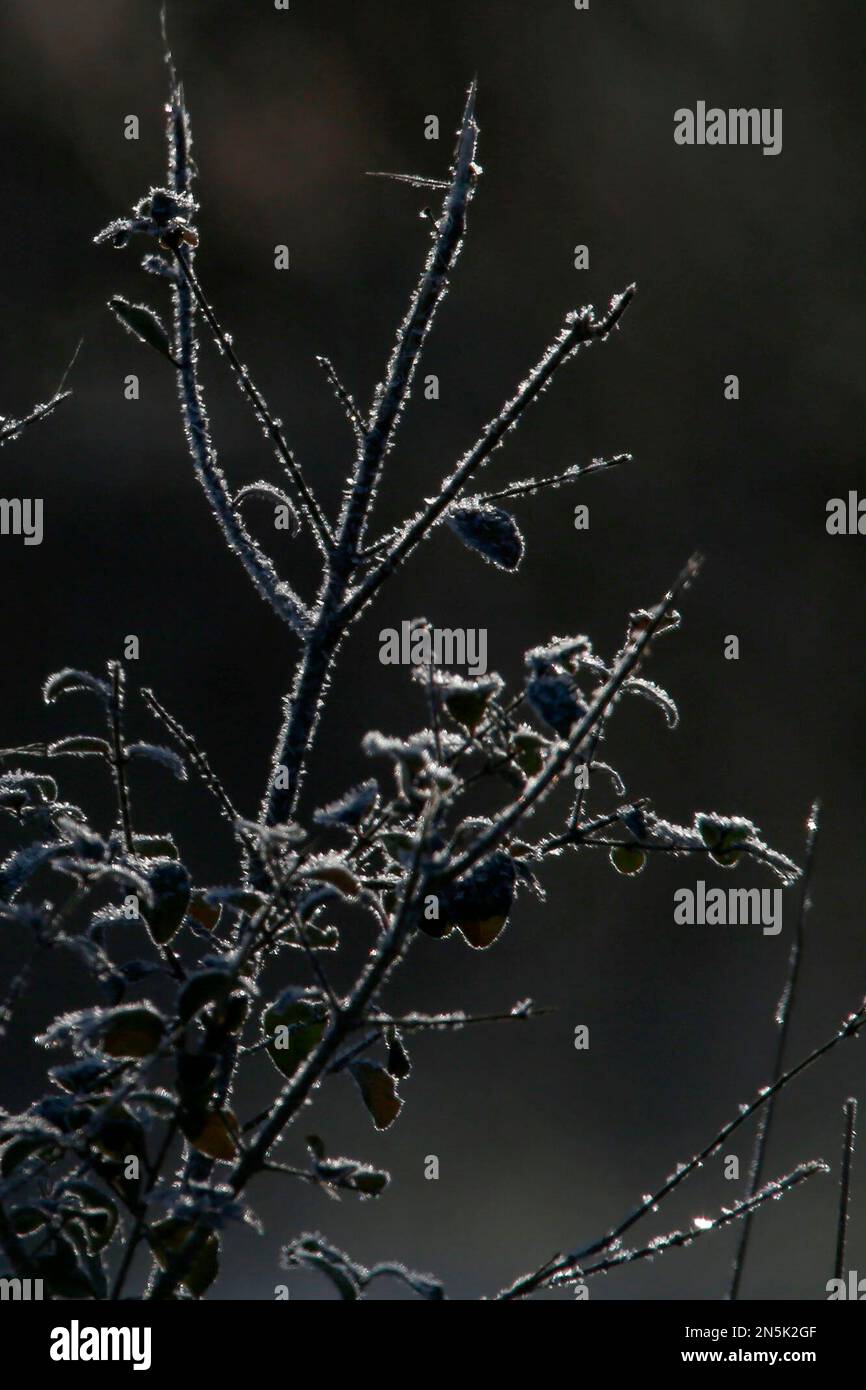 Ice covers vegetation with temperatures well below the freezing mark on